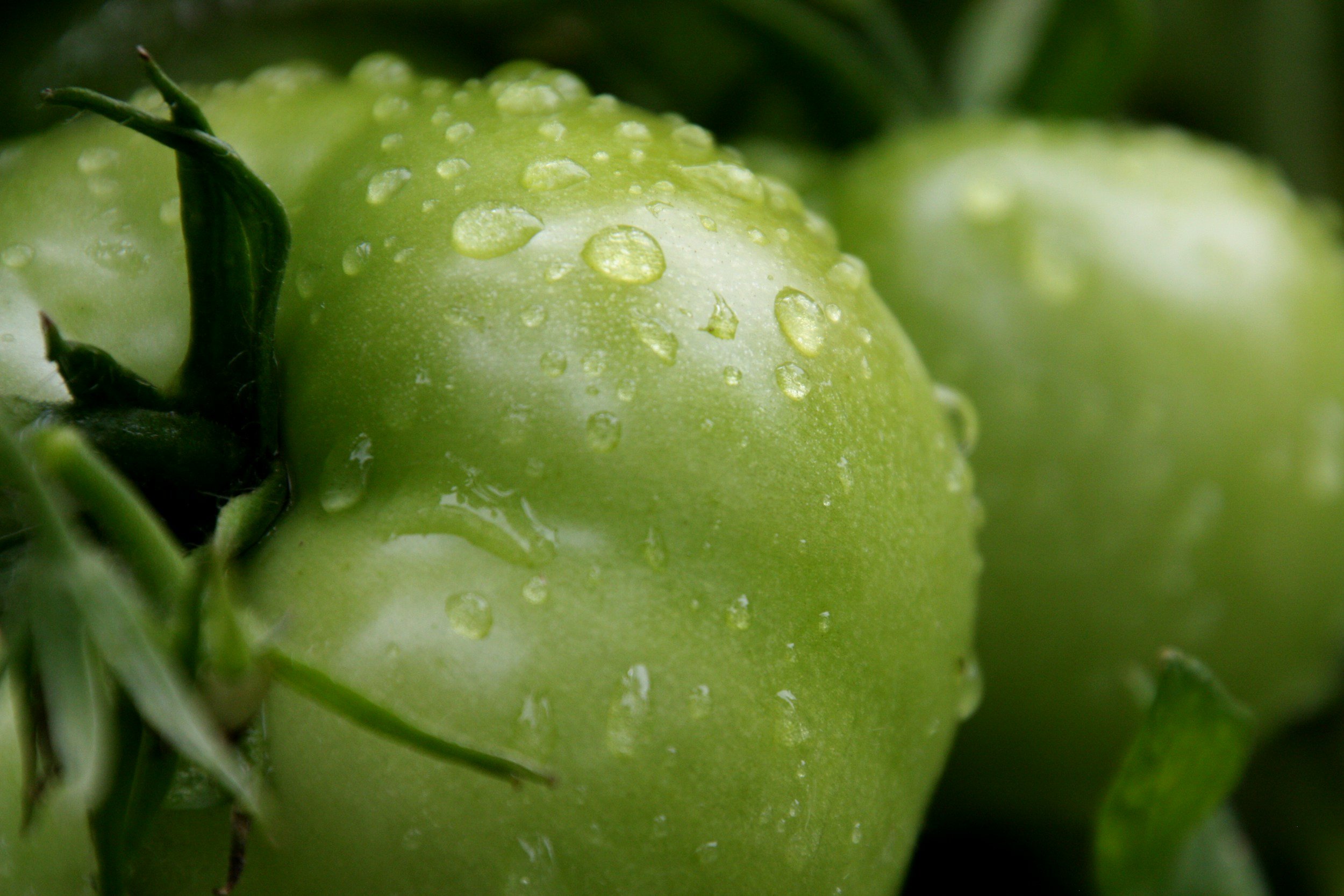 Close-up image of fresh green tomatoes with water droplets, showcasing their glossy skin and vibrant color, highlighting their ripeness and freshness in a garden setting.