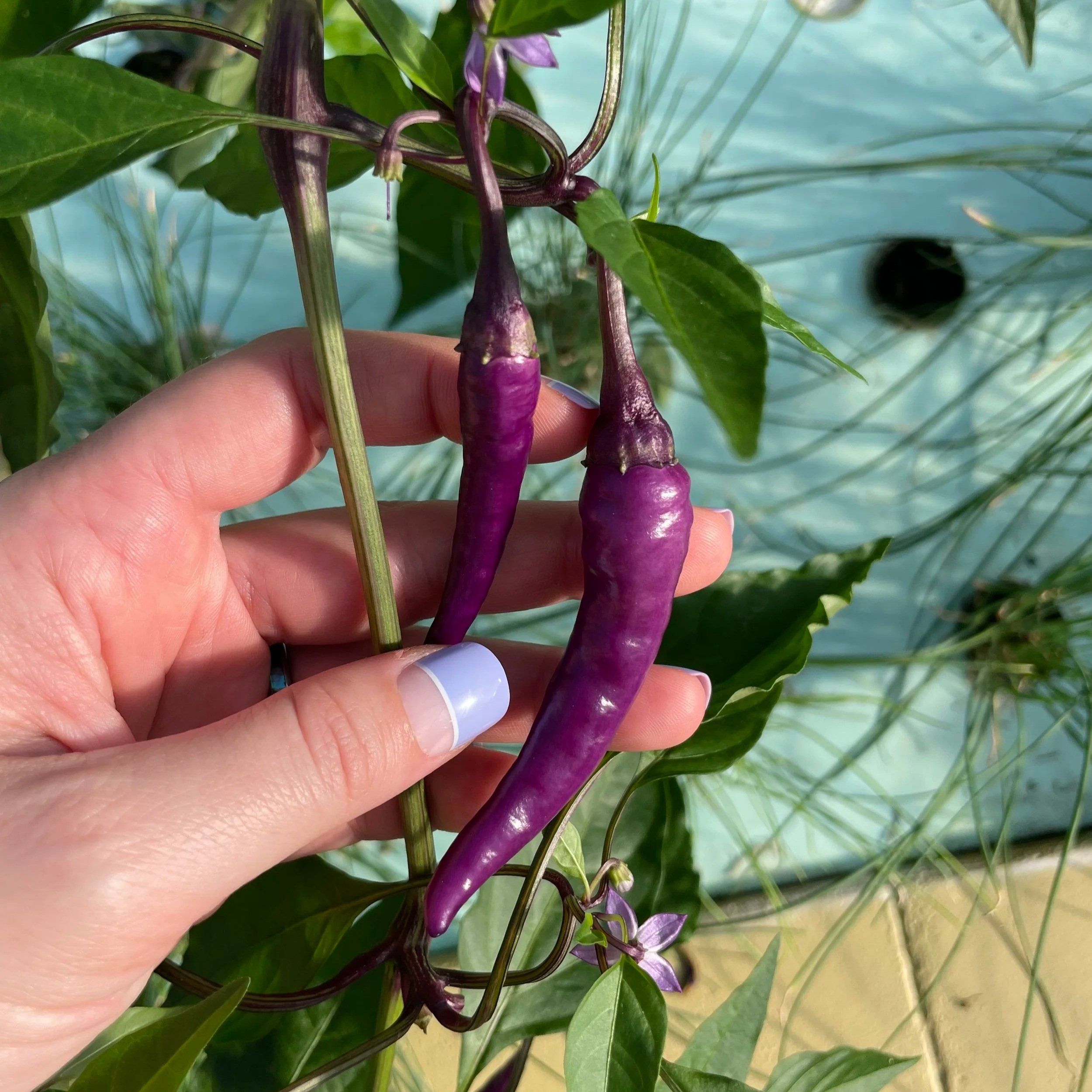 Hand holding two vibrant purple chili peppers among green leaves, showcasing their glossy texture and unique color in a garden setting.