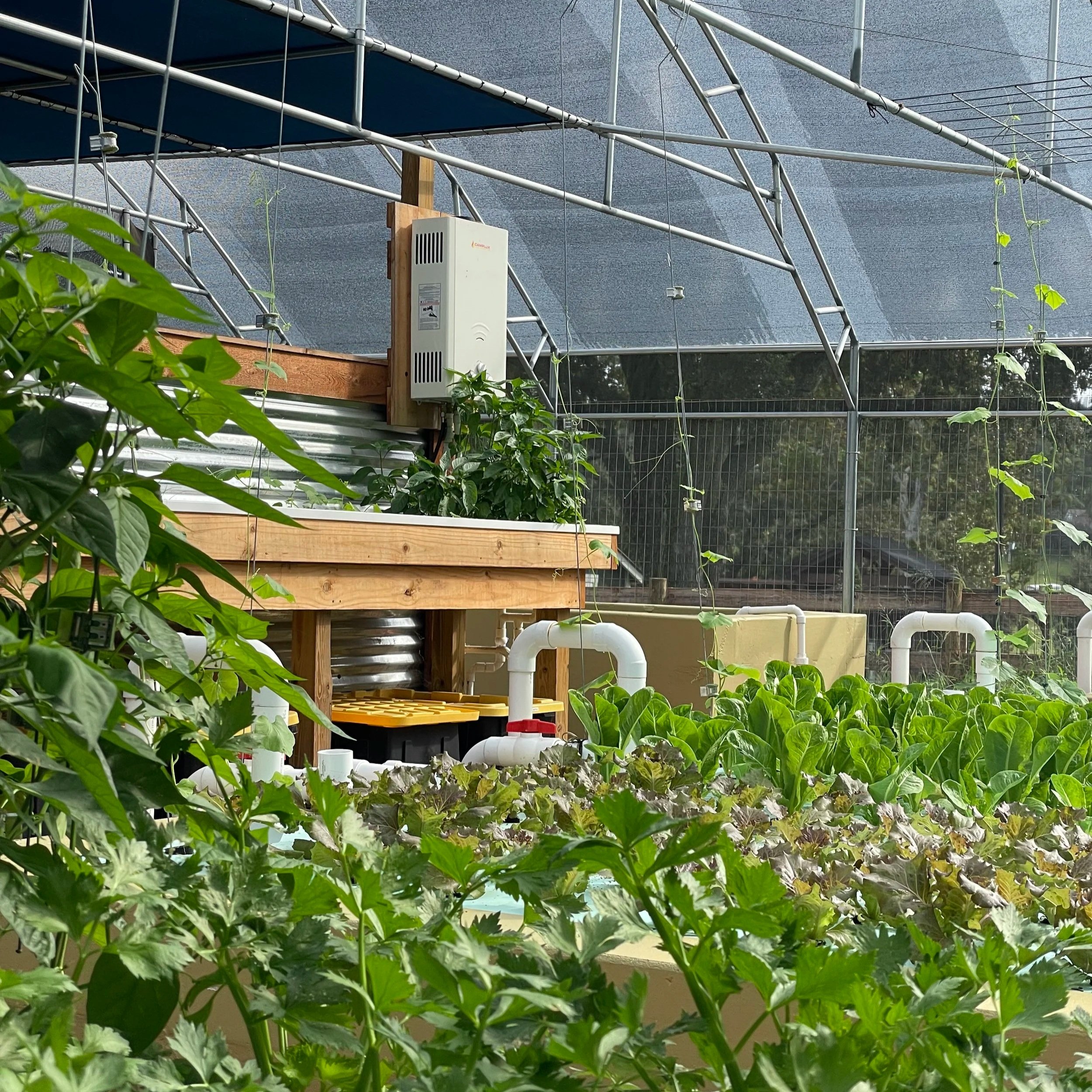 Greenhouse interior showcasing a hydroponic system with various leafy greens, including lettuce and herbs. The structure features wooden shelving, PVC pipes for water circulation, and a shaded roof, promoting sustainable agriculture and efficient plant growth.