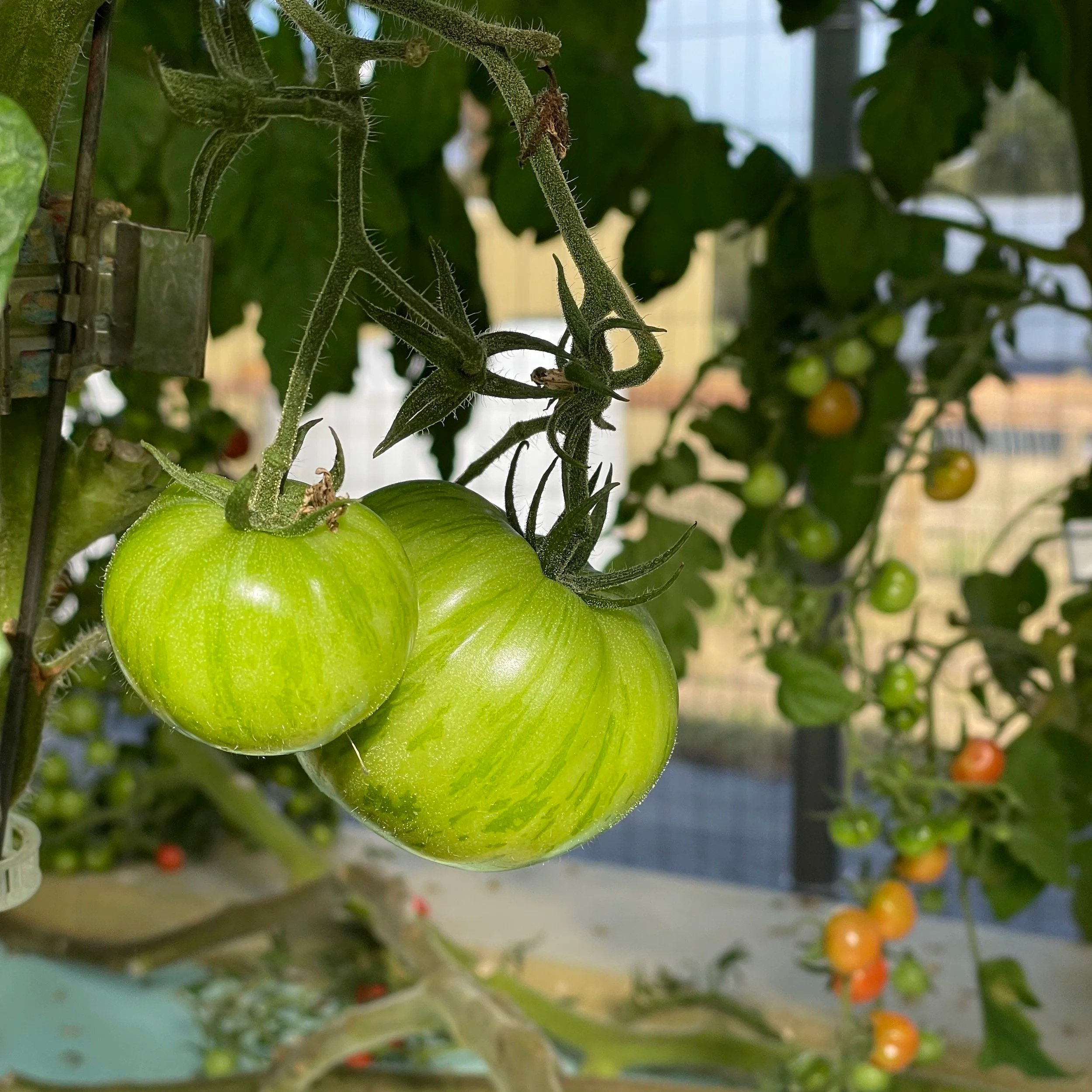 Close-up of two green tomatoes hanging on a vine, surrounded by lush green leaves and other tomatoes in various stages of ripeness, showcasing a healthy garden environment.